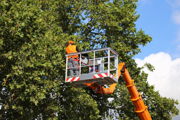 The Steps Involved in Our Tree Care Process in Villa Hills, KY